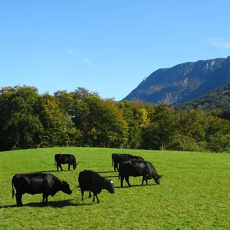 Bio Bauernhof Eggerhof *
