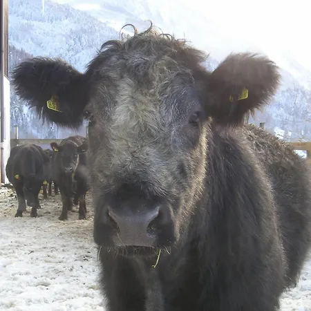 Bio Bauernhof Eggerhof * Strobl