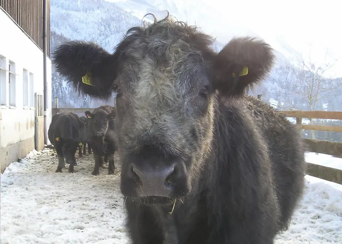 Bio Bauernhof Eggerhof * Strobl